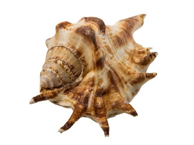 РК8