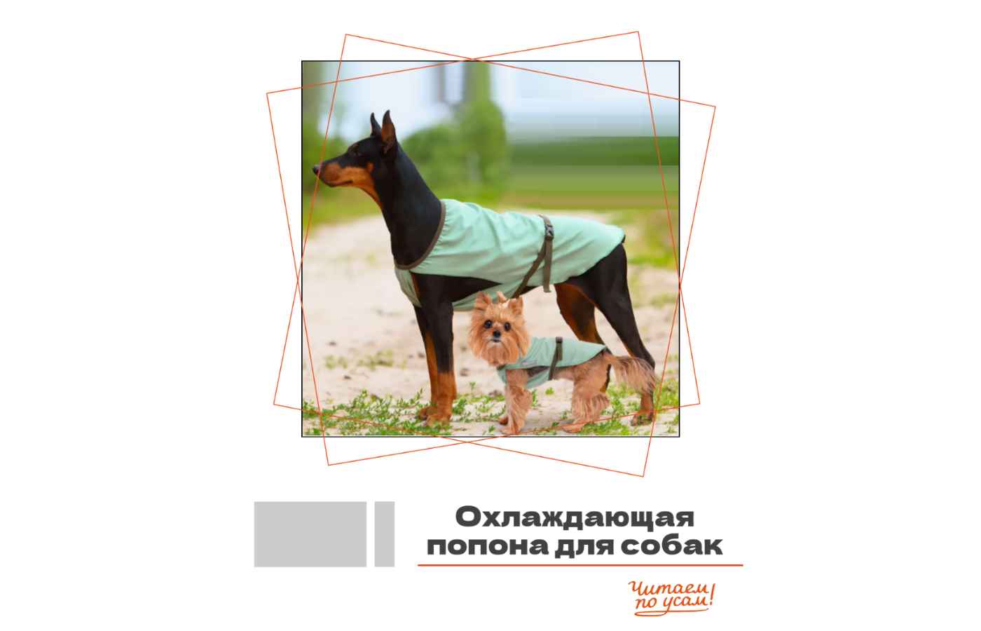 Охлаждающая попона для собак: Ваш спасательный круг в +35°C!