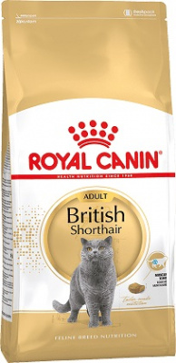 britishshorthairadult