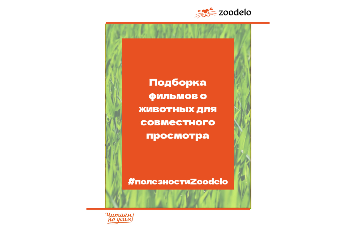 Подборка фильмов о животных для совместного просмотра